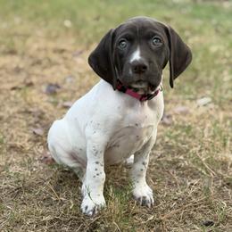 Dolly - Pink Collar - White and liver female German Shorthaired Pointer puppy in Conroe, Texas from Tipsy Rabbit GSP TopDog Kennel