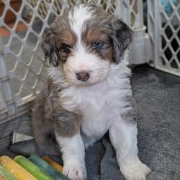 Liberty - Blue merle female Aussiedoodle puppy in New Durham, New Hampshire from Ridgeview Aussiedoodles