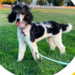 indie - Poodle
