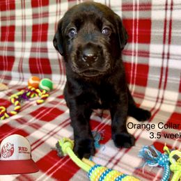Orange Collar - Black male Labrador Retriever puppy in Alvin, Texas from Red Retrievers