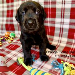 Orange Collar - Black male Labrador Retriever puppy in Alvin, Texas from Red Retrievers