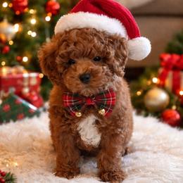 Remington - Red  male Poodle puppy in Salem, Missouri from Meadowbrook Poodles