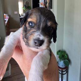 Boy1 - Piebald male Dachshund puppy in Temple, Texas from Wiener Works Co.