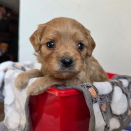 Arrow - Red male Cavapoo puppy in Blackfoot, Idaho from Draper Mountain Doodles