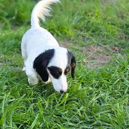 Cruella - Dachshund