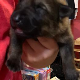 Male 1 - Sable male German Shepherd puppy in Effingham County, Illinois from Delaney Working Dogs