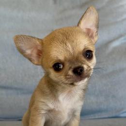 Tiny Eve - Fawn female Chihuahua puppy in Spring Hill, Florida from Stardom Chihuahuas & CKCS