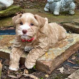 Pink and Green collar AKC Red female - Wheaten female Miniature Schnauzer puppy in Calhoun, Georgia from The BrickHouse Miniature Schnauzers