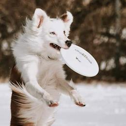 Border Collies, Labrador Retrievers, and Sporty Mixes from Memento Vivere Kennels