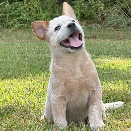 Gray Collar - Australian Cattle Dog puppy from Back Road Dog Company, LLC