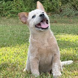 Gray Collar - Australian Cattle Dog puppy from Back Road Dog Company, LLC