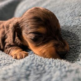 Dachshund Puppies from Goldie Girls Ranch Dachshunds