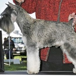 Havanese and Miniature Schnauzer All Grown Up from Maplecreek