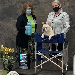 Bulldog and French Bulldog All Grown Up from Empire Bulldogs & French Bulldogs