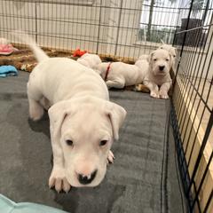 Dogo Argentino Puppies from Casa de la Bahia