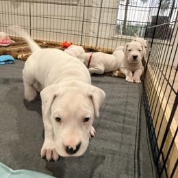 Dogo Argentino Puppies from Casa de la Bahia