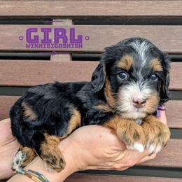 Winnibigoshish - Tri-color female Bernedoodle puppy in Cambridge, Minnesota from Country Meadow Doodles