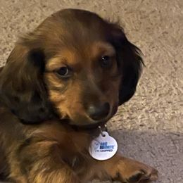 Dachshund Puppies from Cogsworth Cromwell Dachshunds of South West Michigan
