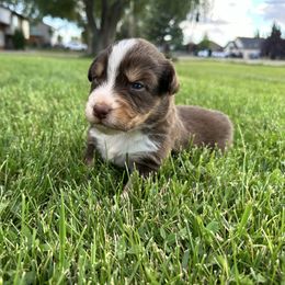 COMET - Red tri-color male Australian Shepherd puppy in Vernal, Utah from Dancing M Kennels