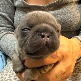 Girl 3 - Blue fawn female French Bulldog puppy in Spanaway, Washington from Frog Faced Frenchies