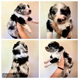 Granite - Blue merle male Australian Shepherd puppy in Iola, Texas from MK Aussies