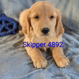 Skipper - Dark golden male Golden Retriever puppy in Parker, Colorado from Legacy Ranch Golden Retrievers