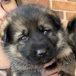 Anna - Sable female German Shepherd puppy in Moore, South Carolina from Von Zorhaus