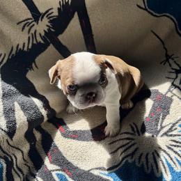 Boston Terrier Puppies from Xavier's Uncanny Boston Terriers