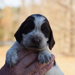 Pink - Liver white and roan female English Springer Spaniel puppy in Tabor City, North Carolina from Big Bay Kennels LLC