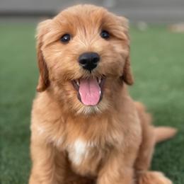 White - Apricot female Goldendoodle puppy in Medina, Ohio from Farmer Doodles