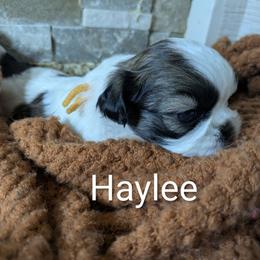 Haylee - Black gold and white female Shih Tzu puppy in Clyde, North Carolina from Shawgo Pups