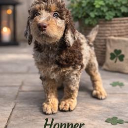 Jim Hopper - Chocolate merle male Bernedoodle puppy in Bennett, Colorado from Darling Paws, LLC