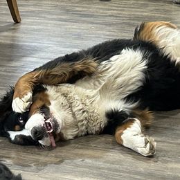 Bernese Mountain Dog Puppies from Lonesome Pine Farm