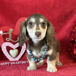 Rose - Chocolate and cream female Dachshund puppy in Lincoln, Arkansas from Red Dirt Dachshunds