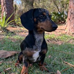 Cash - Dachshund