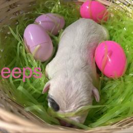 Peeps - White female American Staffordshire Terrier puppy in Fort Worth, Texas from Josiah Carter