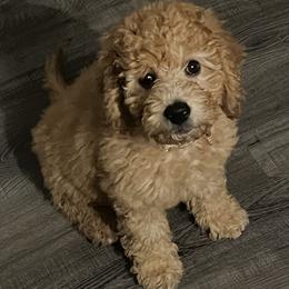 Cavapoo and Goldendoodle Puppies from Southern Country Doodles