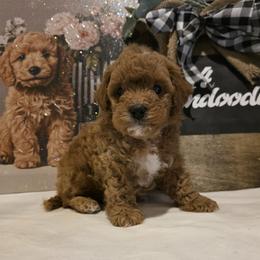 Bernedoodle, Goldendoodle, and Poodle Puppies from 4goldendoodles