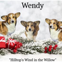 Wendy - Pembroke Welsh Corgi
