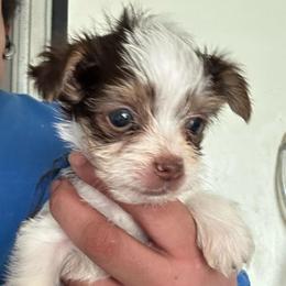 Wilbert - Chocolate, tan and white male Yorkshire Terrier puppy in Rochester, New York from Tnt Yorkies and Cosmic corgis
