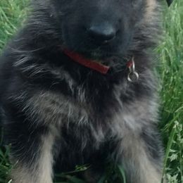 German Shepherds from Sally Krickeberg's German Shepherds