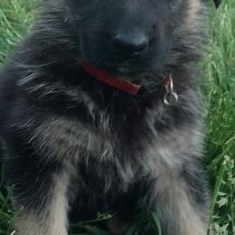 German Shepherds from Sally Krickeberg's German Shepherds