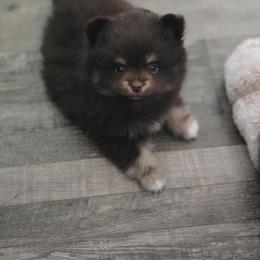 Patrick - Chocolate and tan male Pomeranian puppy in Gun Barrel City, Texas from Petite Poms