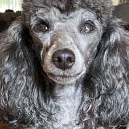 Poodles from Esfir's Miniature Poodles