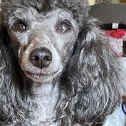 Poodles from Esfir's Miniature Poodles