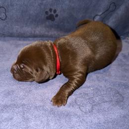 Ethan - Chocolate male Labrador Retriever puppy in Carriere, Mississippi from Cajun Water Retrievers