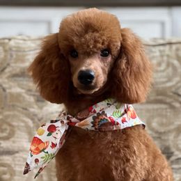 Sylvie - Poodle