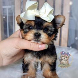 Korean Tala - female Companion Cross puppy in Barren Springs, Virginia from Seeking Shalom Acres Maltese, Maltipoos & Havamalts