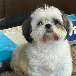 Elsie - Shih Tzu