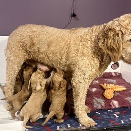 Goldendoodle Puppies from Mandi's Doodles